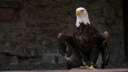 Pygargue Vocifère à la Volerie des Aigles de Kuntzheim