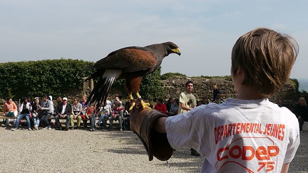 Marin et une buse d'Amérique