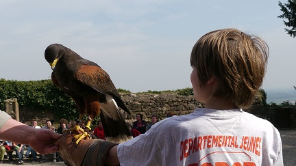 Marin et une buse d'Amérique