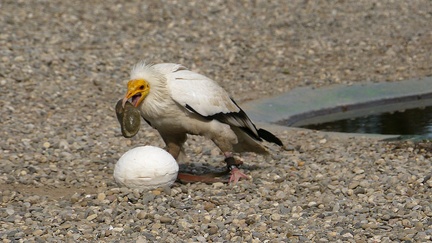 Vautour Percnoptère