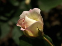 Une rose de la Pépinière
