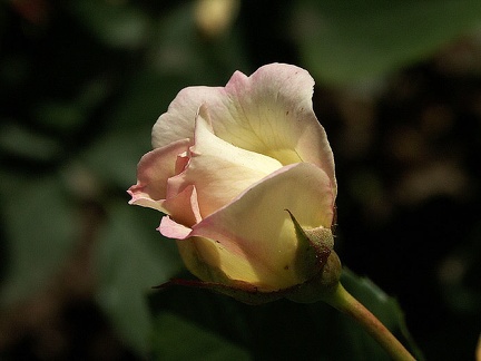 Une rose de la Pépinière
