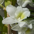 Une orchidée