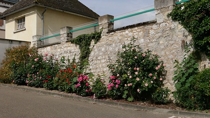 Les roses du Château