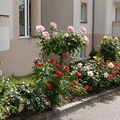 Les roses du Château