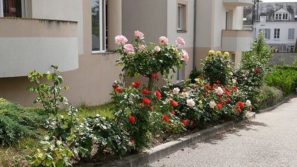 Les roses du Château