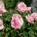Les roses du Château