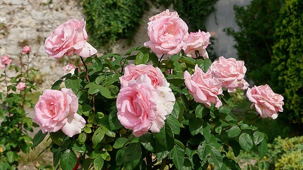 Les roses du Château