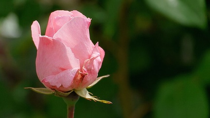 Les roses du Château