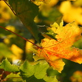 Feuilles d&#039;automne