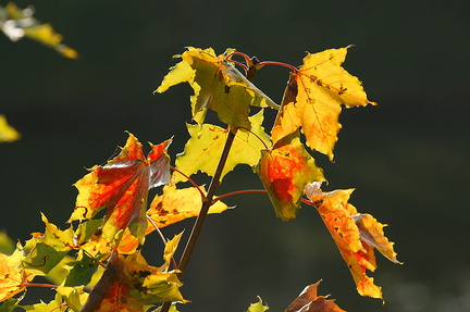Feuilles d&#039;automne