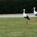 080225_DSC00990.jpg