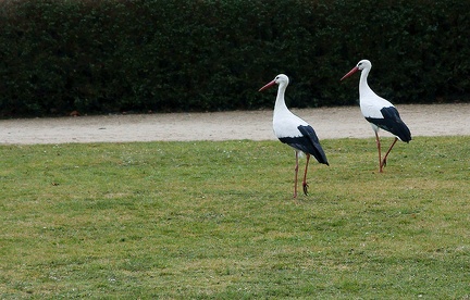 Les cigognes sont de retour