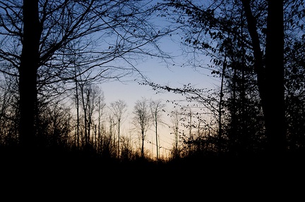 Le jour se lève sur la forêt de Haye. Il fait -4°C