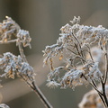 Le givre a fait son oeuvre