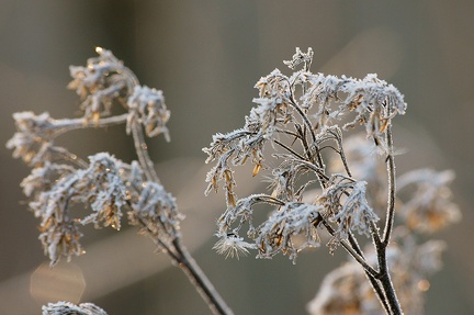 Le givre a fait son oeuvre