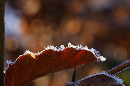 Givre