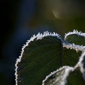 Givre