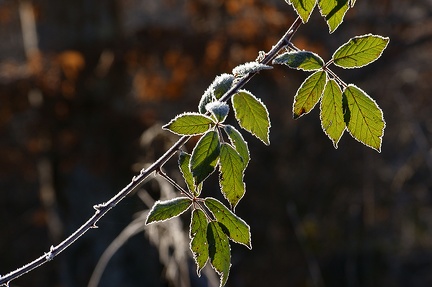 Givre