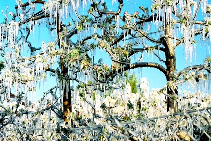 Les stalactiques obtenues par l'aspertion des fleurs de cerisier pour les protéger du grand froid