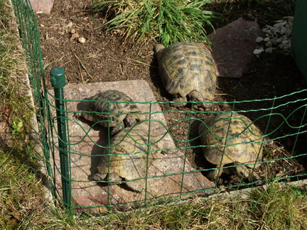 Les tortues