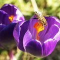 Une abeille sur une fleur de crocus