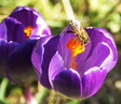 Une abeille sur une fleur de crocus