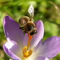 Une abeille sur une fleur de crocus