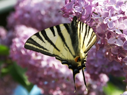 Papillon machaon