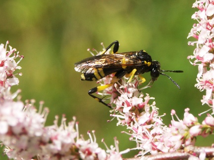 Une  allante,  de la famille des hyménoptères qui butine les fleurs de tamaris