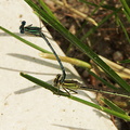 2 libellules (mâle et femelle) en pleine fornication