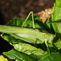 Une sauterelle verte