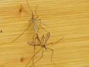 L'accouplement de deux cousins
