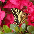 Un machaon, grand porte queue qui butine les fleurs d&#039;azalée