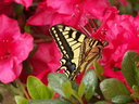 Un machaon, grand porte queue qui butine les fleurs d&#039;azalée