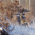 Chevreuil male