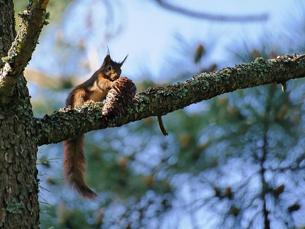 Petit déjeuner d&#039;un écureuil sur le camping de Claouey