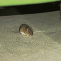 Petite souris cachée sous la twingo dans le garage