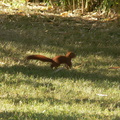 Le petit écureuil joue dans l'herbe