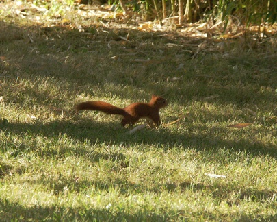Le petit écureuil joue dans l'herbe