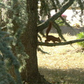 Le petit écureuil joue sur une branche