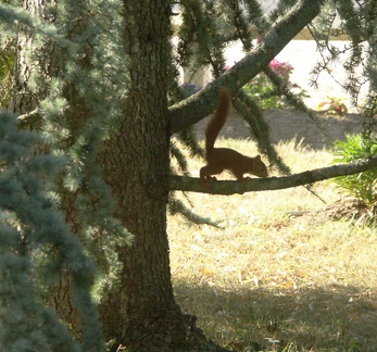 Le petit écureuil joue sur une branche