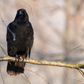 Maître Corneille, sur son arbre perché, tenait en ses pattes...