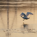 Décollage d'un cygne