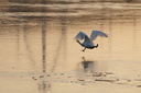 Décollage d'un cygne