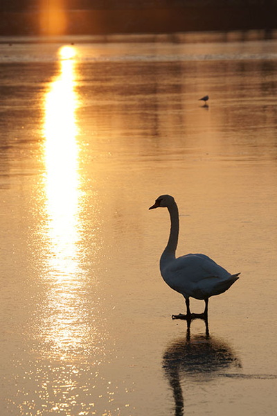 Un cygne au couchant sur la glace 