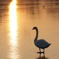 Un cygne au couchant sur la glace 