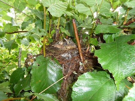 Bébés merles au nid