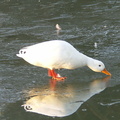 Le canard blanc cherche de l'eau à boire sur la glace