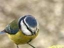 Mésange bleue